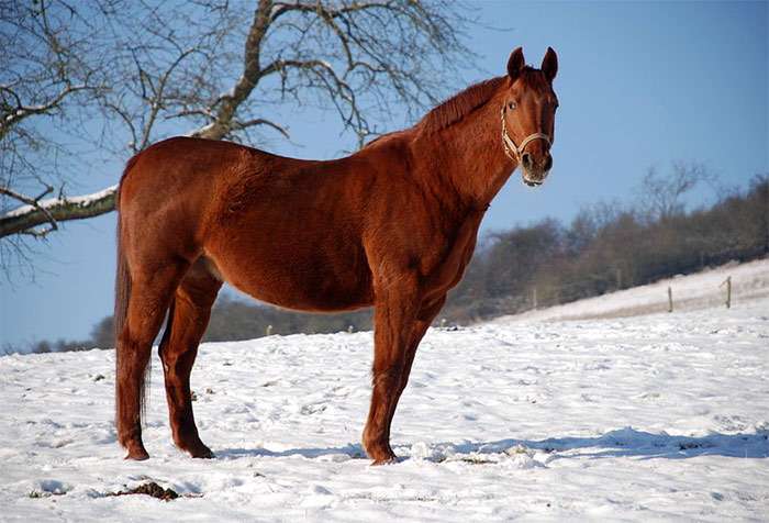 Рейнская полукровная лошадь, фото фотография