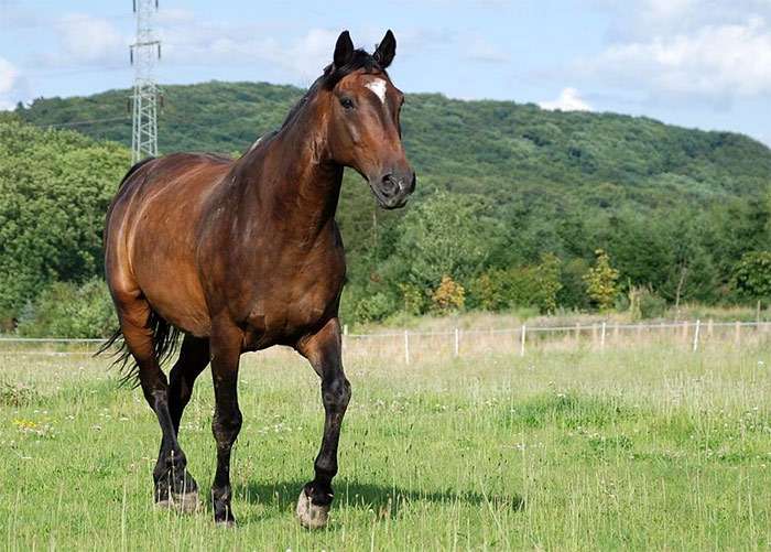 Рейнская полукровная лошадь, фото фотография