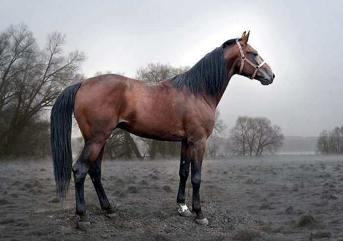 Русский рысак (русская рысистая лошадь), фото фотография