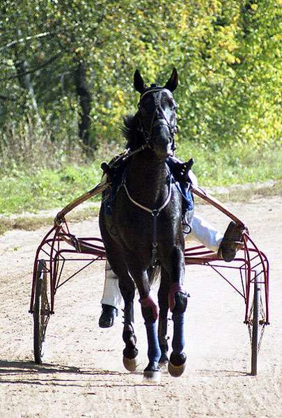 Русский рысак (русская рысистая лошадь), фото фотография