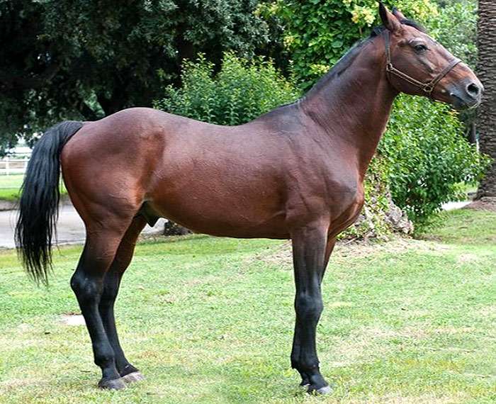Салерно (лошадь), фото фотография