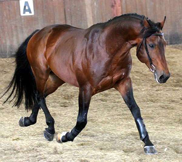 Салерно (лошадь), фото фотография