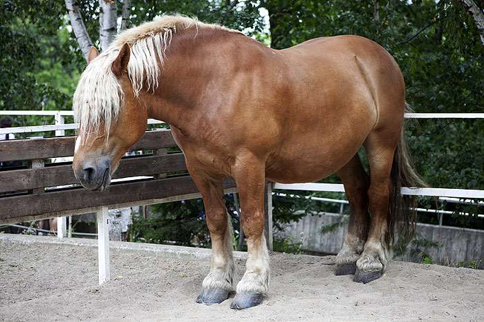 Северо-шведская лошадь, фото фотография