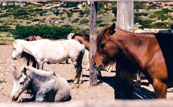 Скирос (пони), фото фотография лошади