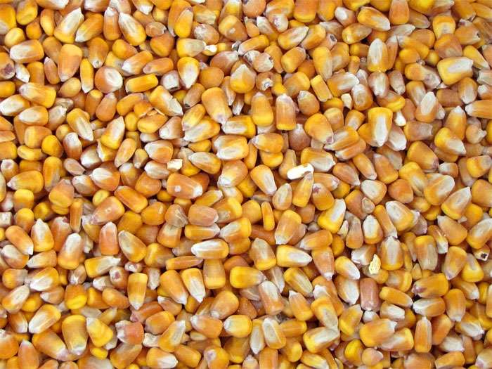 Зерна кукурузы, фото фотография овощи