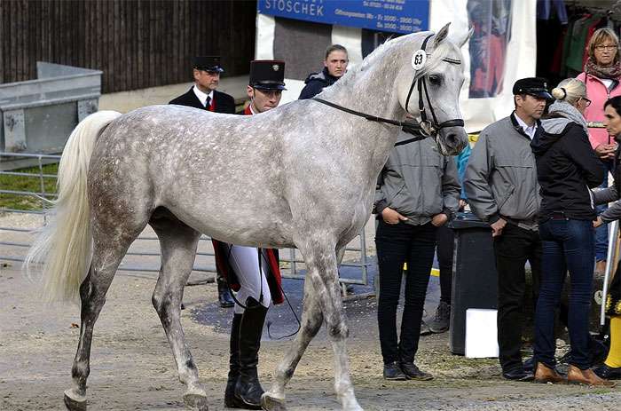 Арабская лошадь, фото фотография