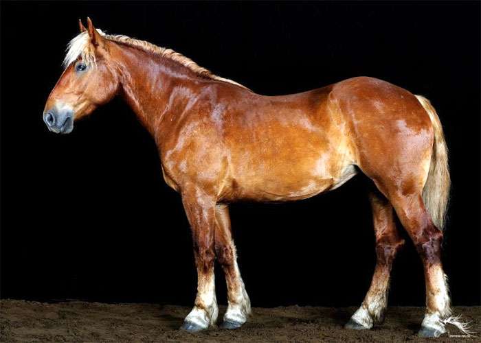 Советская тяжеловозная лошадь, советский тяжеловоз, фото фотография