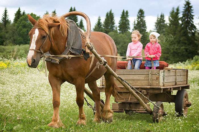 Советская тяжеловозная лошадь (фото), советский тяжеловоз, история породыскрещивание использование племенная работа, рост вес промеры масть окрастелосложение, породы лошадей кони