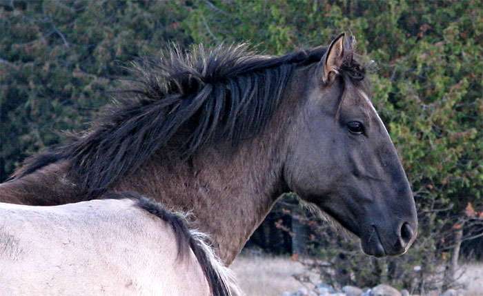 Соррайа (лошадь), фото фотография