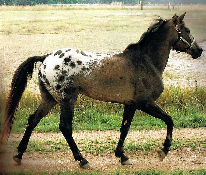 Тайгер лошадь, фото фотография