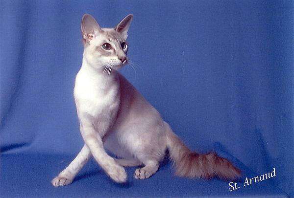 Американская яванская кошка, или яванез (Javanese cat), фото породы кошек фотография