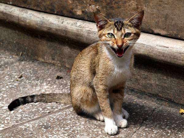 Цейлонская кошка, или кошка Шри-Ланки (Ceylon cat, Sri-Lankan cat), фото породы кошек фотография