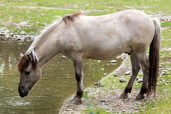 Тарпаны, фото фотография лошади