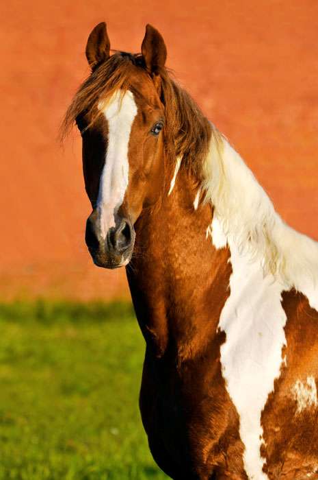 Теннесийская прогулочная лошадь, фото фотография