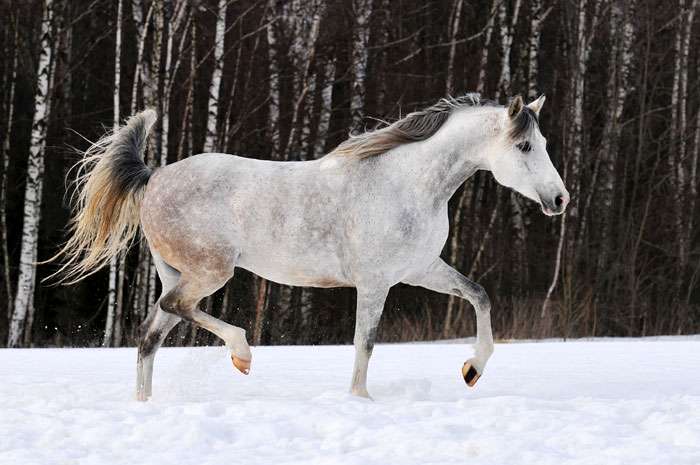Терская лошадь, фото фотография