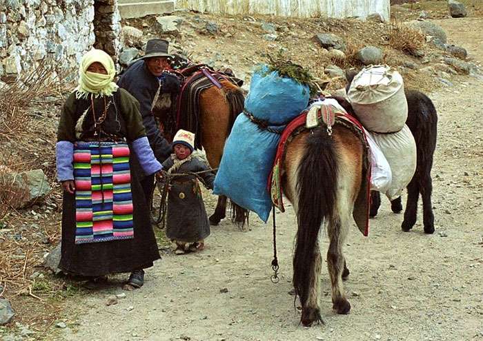 Тибетский пони, фото фотография лошади