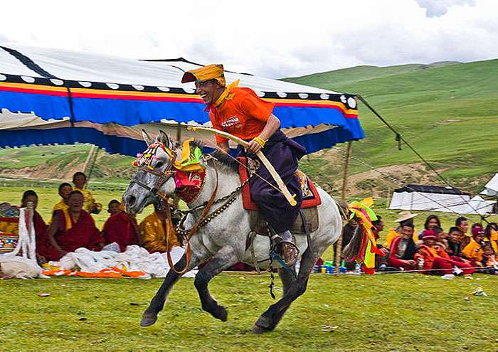 Тибетский пони, фото фотография лошади