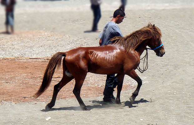 Тиморский пони, фото фотография лошади