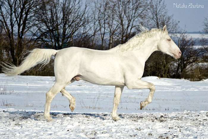 Торийская лошадь, фото фотография