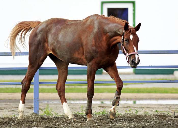 Тракененская лошадь, тракенен, фото фотография