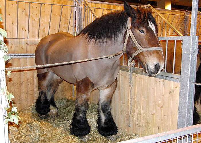 Трэйт дю Норд, трейт ду норд, фото фотография лошади