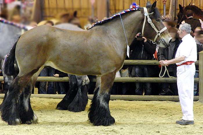 Трэйт дю Норд, фото фотография лошади