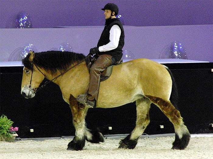 Трэйт дю Норд, фото фотография лошади