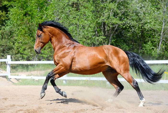 Украинская верховая лошадь, фото фотография