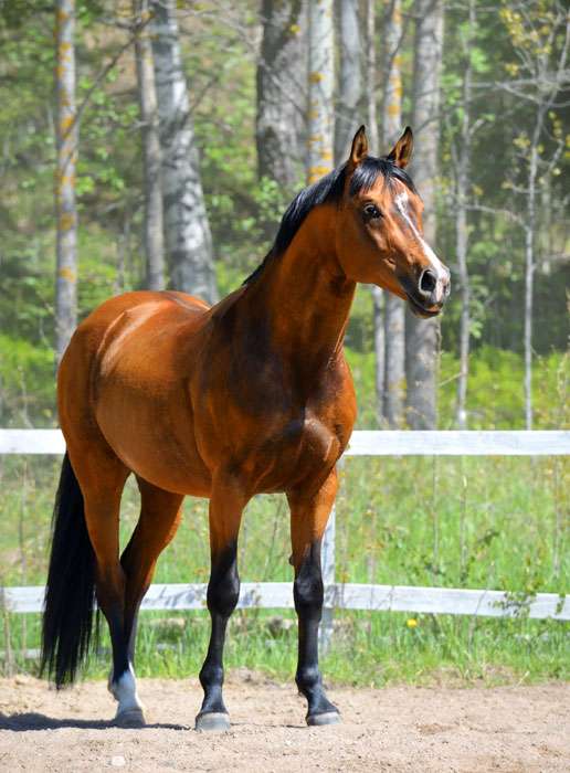 Украинская верховая лошадь, фото фотография