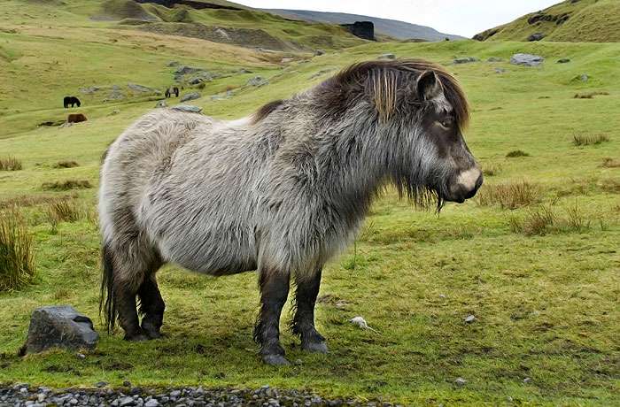 Уэльский горный пони, фото фотография лошадь