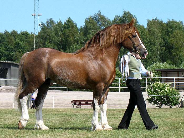 Уэльский коб (секция D), фото фотография лошадь