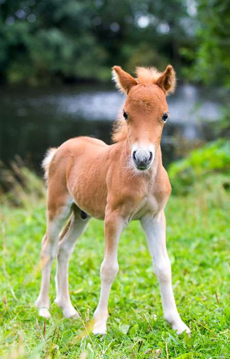 Фалабелла (миниатюрная лошадь), фото фотография