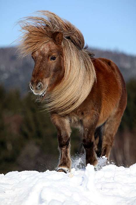 Фалабелла (миниатюрная лошадь), фото фотография