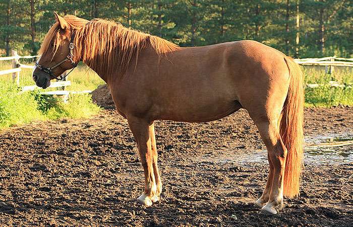Финская лошадь, фото фотография