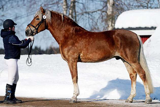 Финская верховая лошадь, фото фотография
