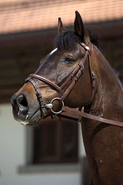 Фрайбергер (лошадь), франш-монталь, фото фотография