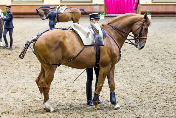 Французский сель, французская верховая лошадь, фото фотография