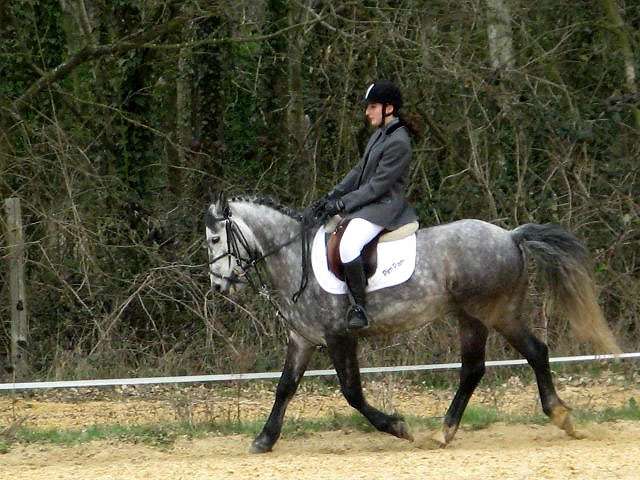 Французский верховой пони, фото фотография лошади