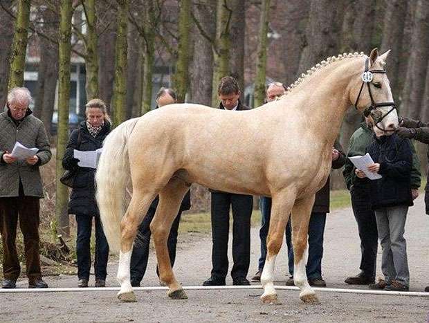 Фредериксборгская лошадь, фото фотография