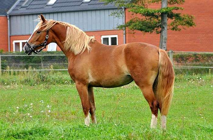 Фредериксборгская лошадь, фото фотография