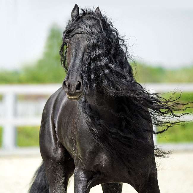 Фризская лошадь, или фриз, фото фотография