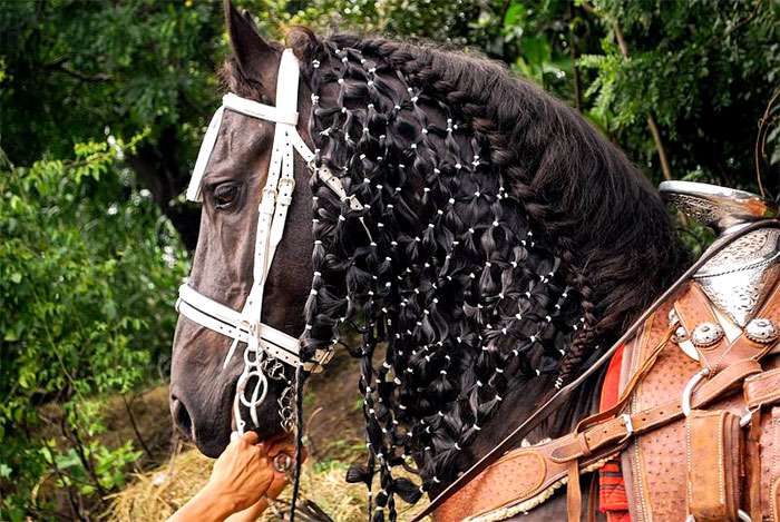 Фризская лошадь, или фриз, фото фотография