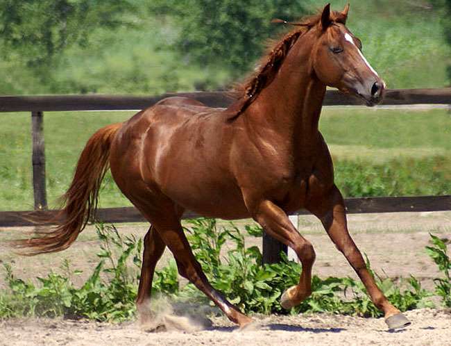Фуриозо-Норт Стар, фото фотография лошади