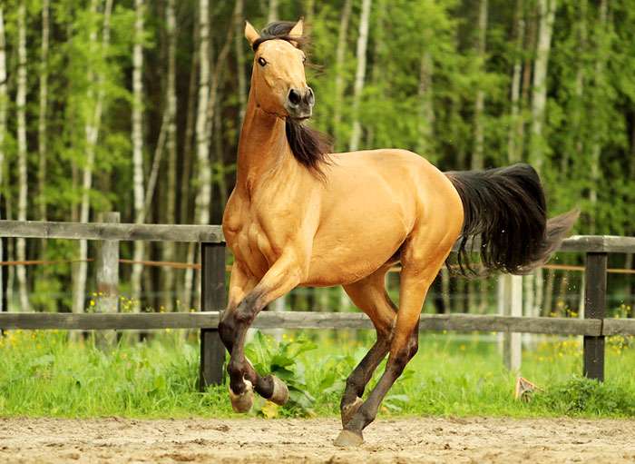 Фуриозо-Норт Стар, фото фотография лошади