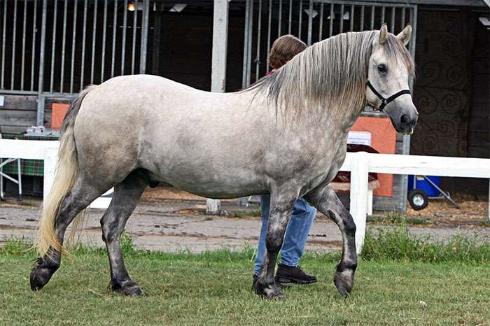 Хайленд пони, фото фотография лошади