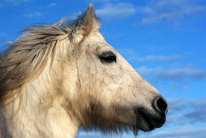Хайленд пони, фото фотография лошади