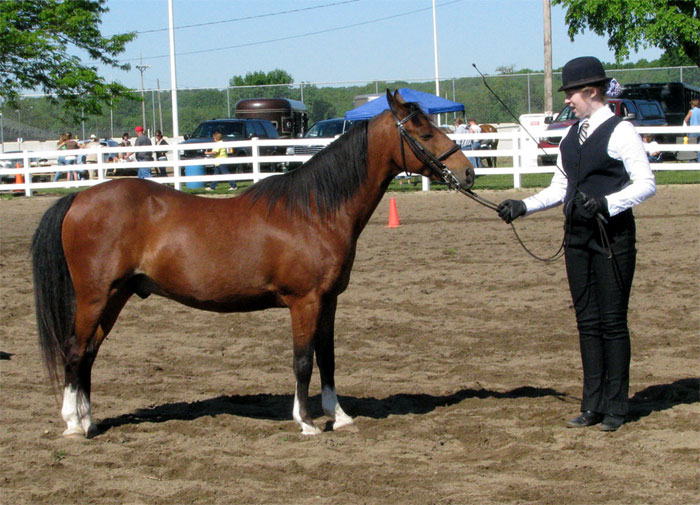 Хакнэ (лошадь), фото фотография