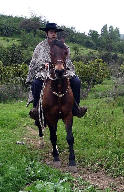 Чилийская лошадь (корралеро), фото фотография