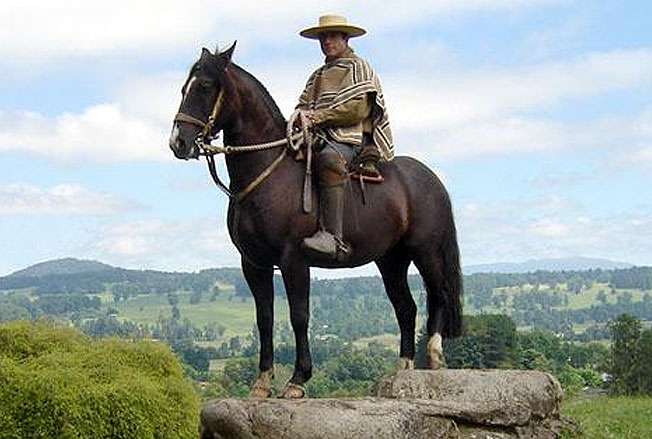 Чилийская лошадь (корралеро), фото фотография