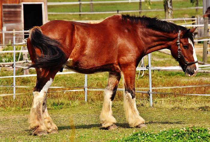 Шайр (фото), порода лошадей, предки использование выведение история, мастьокрас вес рост высота, экстерьер телосложение самые крупные большие лошадив мире, породы лошадей
